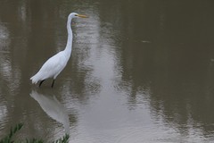Ardea alba