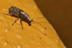 Meconemus impressicollis