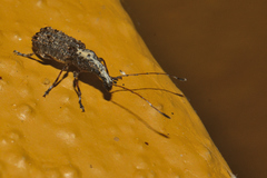 Meconemus impressicollis