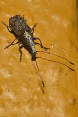 Meconemus impressicollis