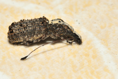 Meconemus impressicollis