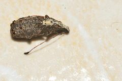 Meconemus impressicollis