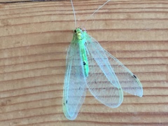 Leucochrysa insularis