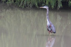 Ardea herodias