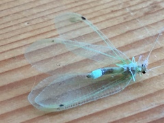Leucochrysa insularis