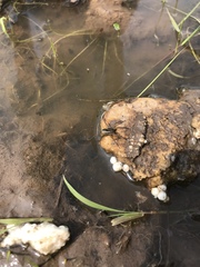 Diapontia uruguayensis