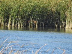 Hydropotes inermis argyropus