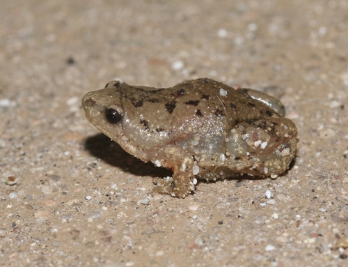 Mazatlan Narrow-mouthed Toad