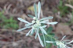 Euphorbia bicolor