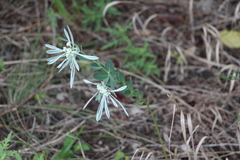 Euphorbia bicolor