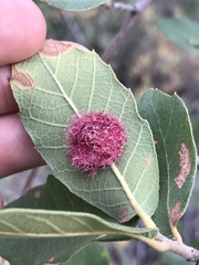 Cynips quercusnubila