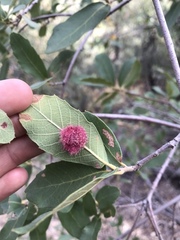 Cynips quercusnubila