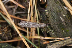 Tipula confusa