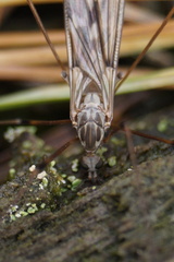 Tipula confusa