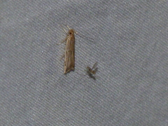 Helcystogramma hystricella