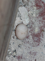 Hydrobates homochroa