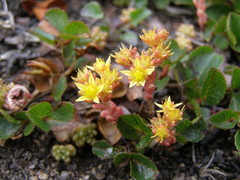 Sedum annuum
