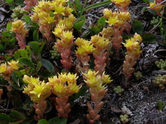 Sedum annuum