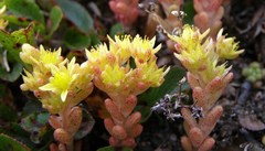 Sedum annuum