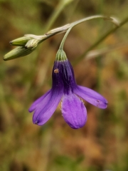 Conanthera campanulata