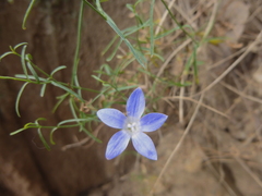 Wahlenbergia luteola