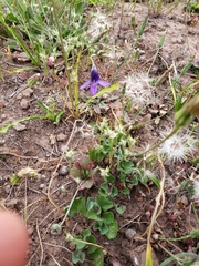 Conanthera campanulata