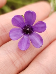 Conanthera campanulata