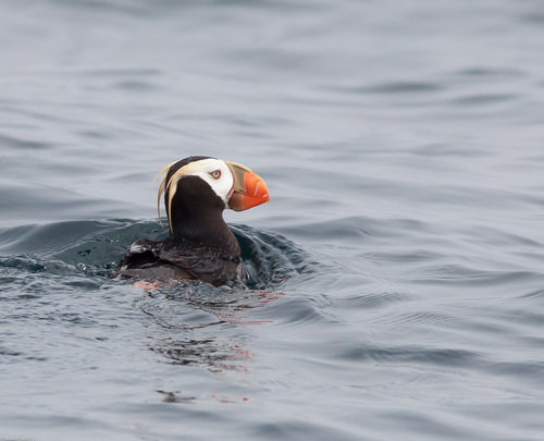 papagaio-do-mar-de-penachos (Fratercula cirrhata)