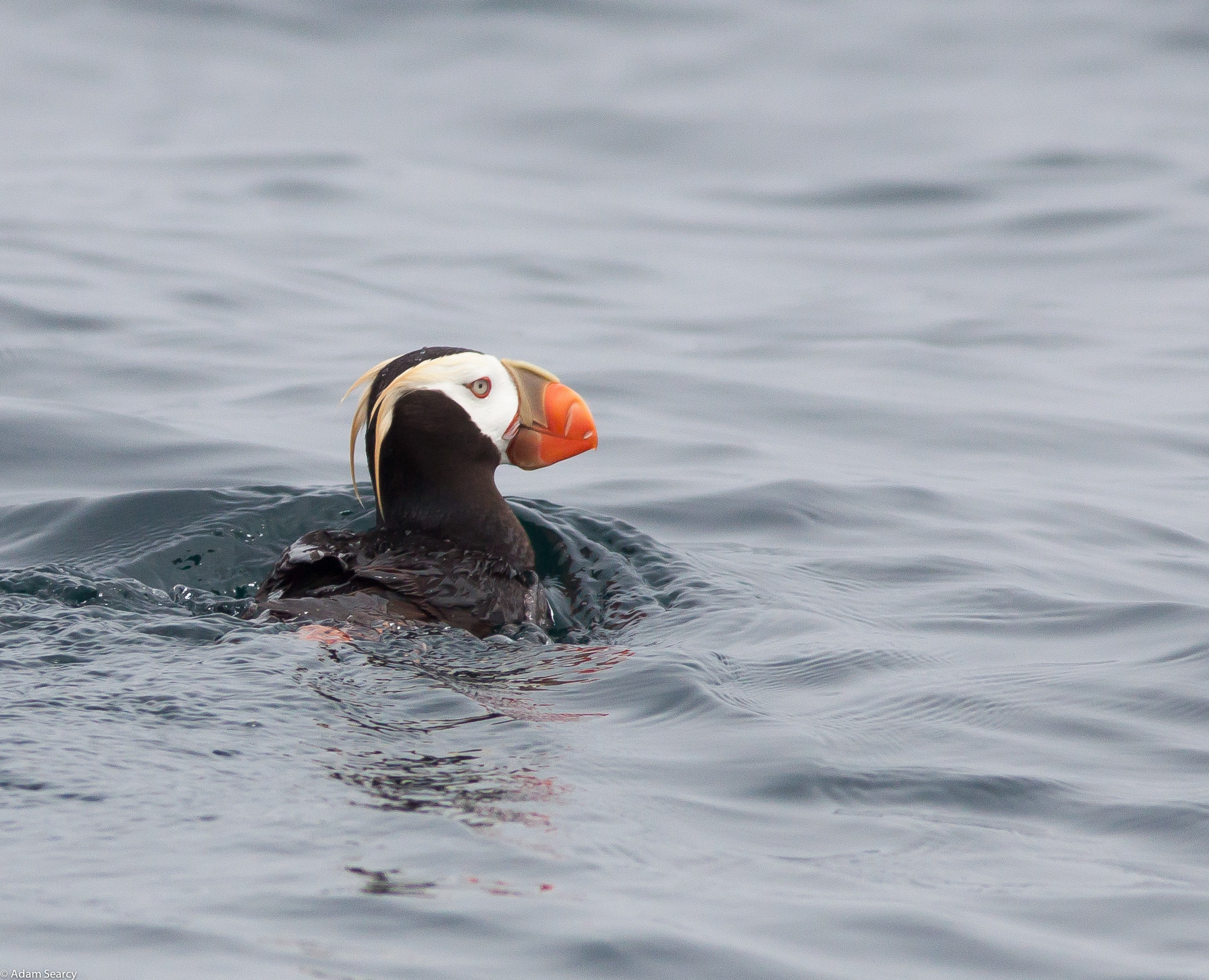Tufted Puffin (Fratercula cirrhata)
