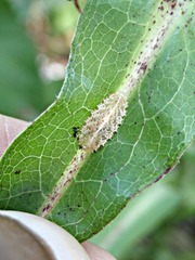 Epistrophella emarginata