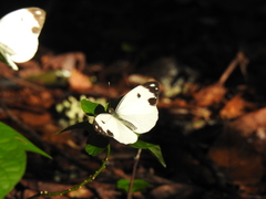 Pieriballia viardi