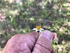 Bidens bigelovii
