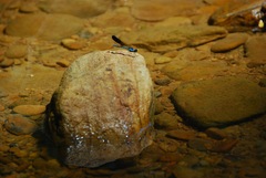 Heliocypha perforata