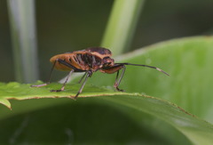 Physopelta gutta gutta