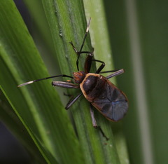 Physopelta gutta gutta