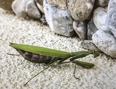 Mantis religiosa