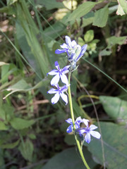 Lobelia gruina