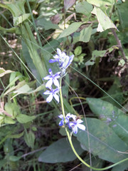 Lobelia gruina