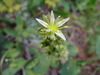White Wormleaf Stonecrop - Photo (c) Peter Zika, some rights reserved (CC BY-NC), uploaded by Peter Zika