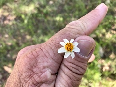 Bidens bigelovii
