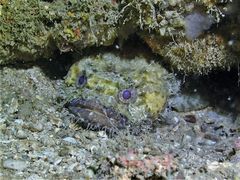 Batrachomoeus trispinosus