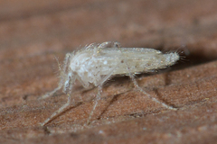 Chaoborus maculipes
