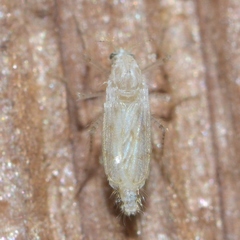 Chaoborus maculipes