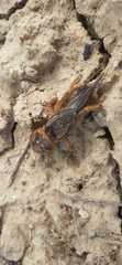 Gryllotalpa vineae