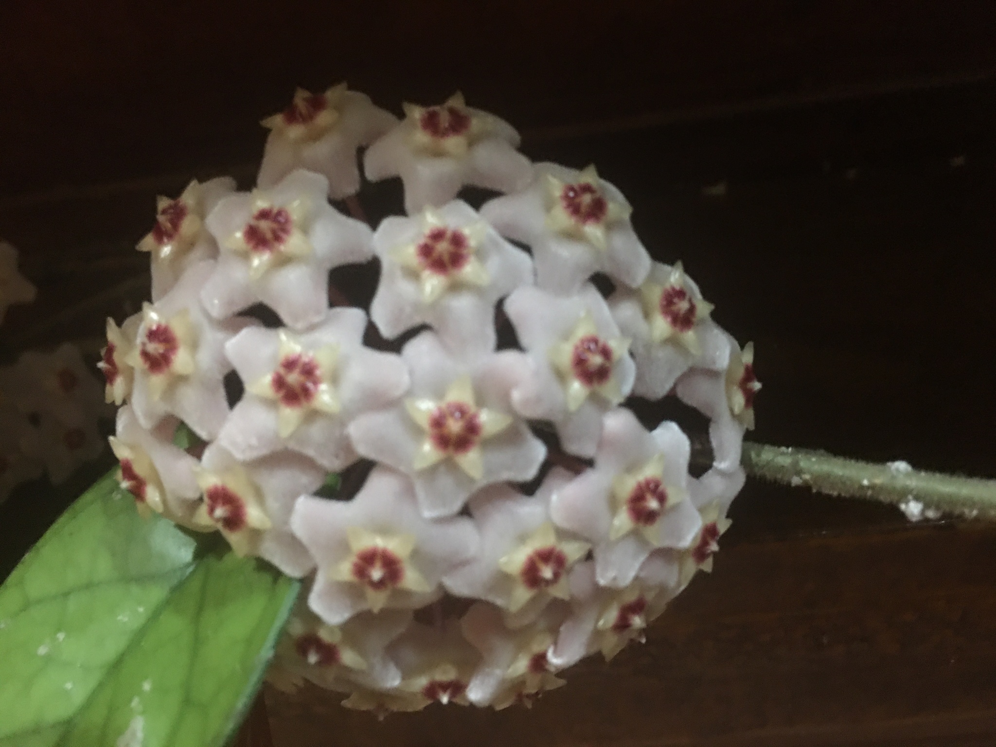 Hoya carnosa