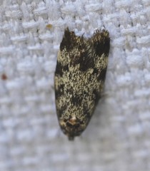 Barea subviridella