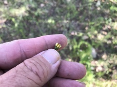 Bidens bigelovii