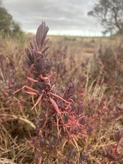 Suaeda australis