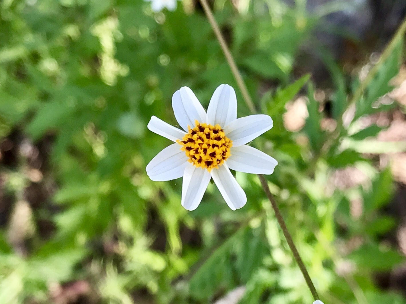 Bidens bigelovii