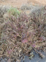 Suaeda australis